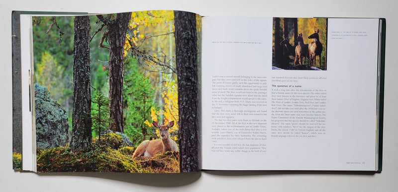 White-Tailed Deer in Finland