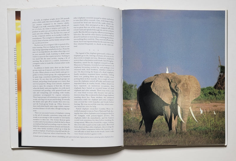 The African Elephant: The Last Days of Eden