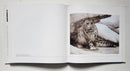 The Big Cats: The Paintings of Guy Coheleach