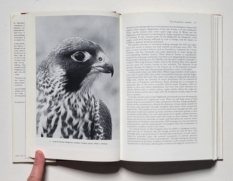 The Peregrine Falcon