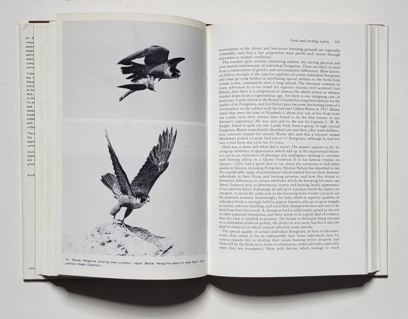 The Peregrine Falcon