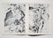 Carl Rungius: An Artist's View of Nature