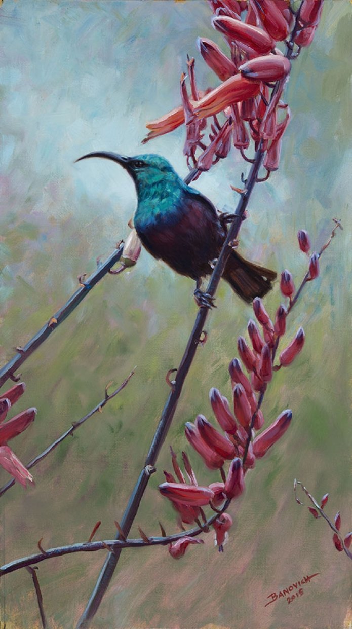 Aloe II: Marico Sunbird By John Banovich