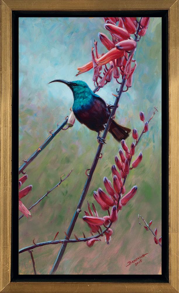 Aloe II: Marico Sunbird By John Banovich