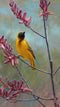 Aloe I Speke's Weaver By John Banovich