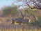 Kudu In The Lowveld By John Banovich