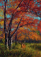 Whitetail Autumn By John Banovich