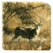 African Ungulates II Marble Coasters by John Banovich