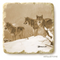 Wolf Marble Coasters by John Banovich