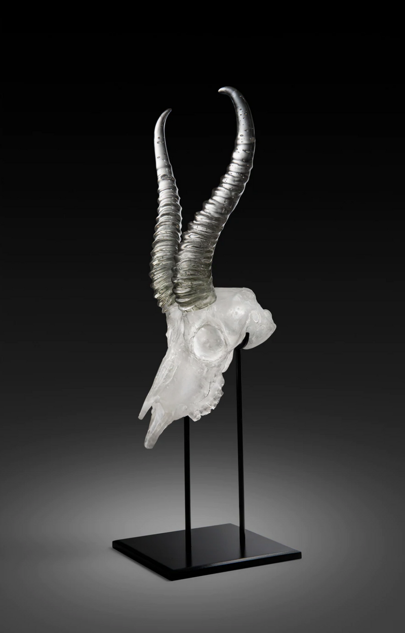 Springbok Skull By John Banovich