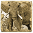 African Elephants Marble Coasters by John Banovich