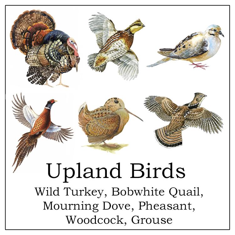 Bistro/Farmhouse Napkin with Brown Stripes: Upland Birds (Set of 6)