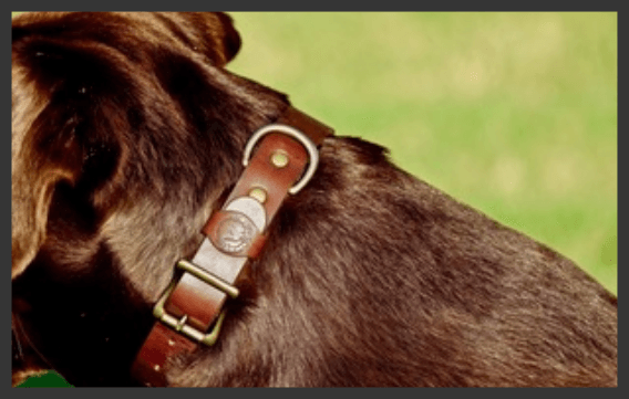 Whiskey Dog Collar - Sporting Classics Store
